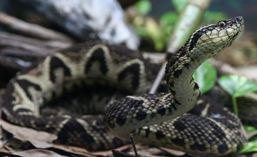 Venom from Brazilian snake may help develop drug to fight COVID-19