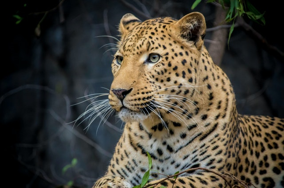 A leopard strays into a house in Southeastern Kenya – Mwanzo TV