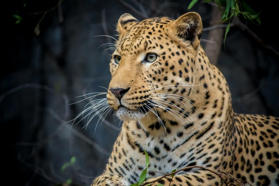 A leopard strays into a house in Southeastern Kenya