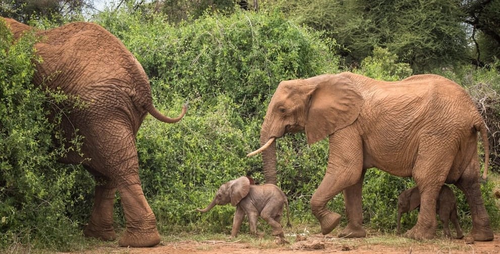 Kenya: Tukio la ajabu tembo ajifungua pacha wawili