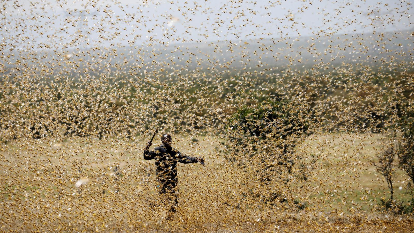 Locusts to hit East Africa again -FAO warns