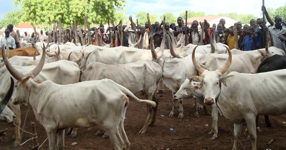 Gunmen kill 8 traders, 51 cows in Nigeria cattle market