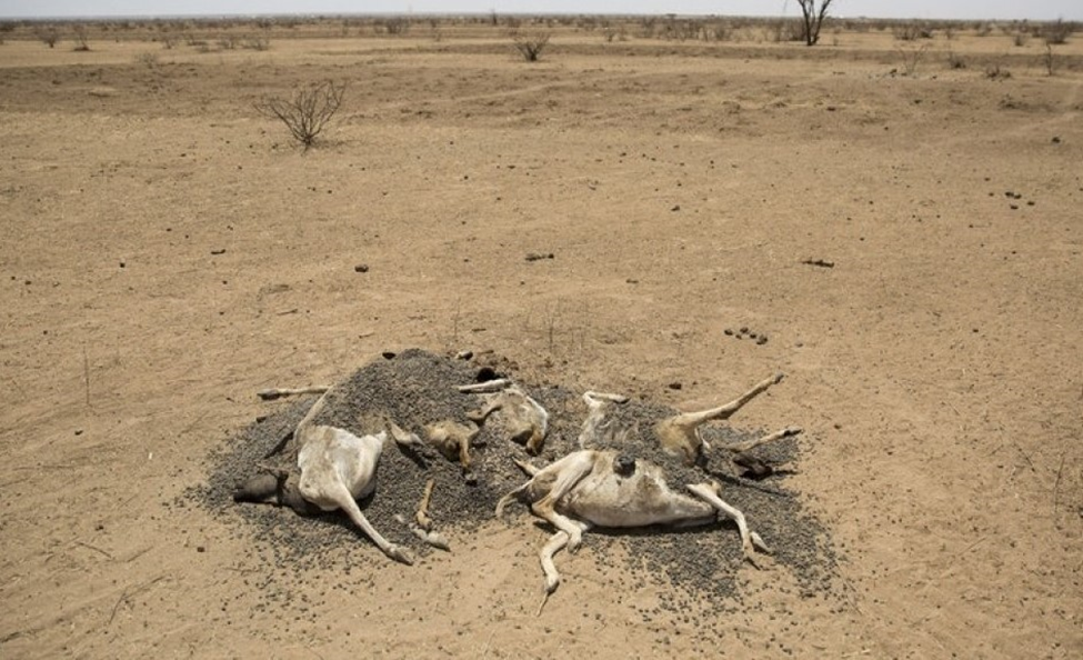 Southern Ethiopia, Northern Kenya and Somalia facing severe drought