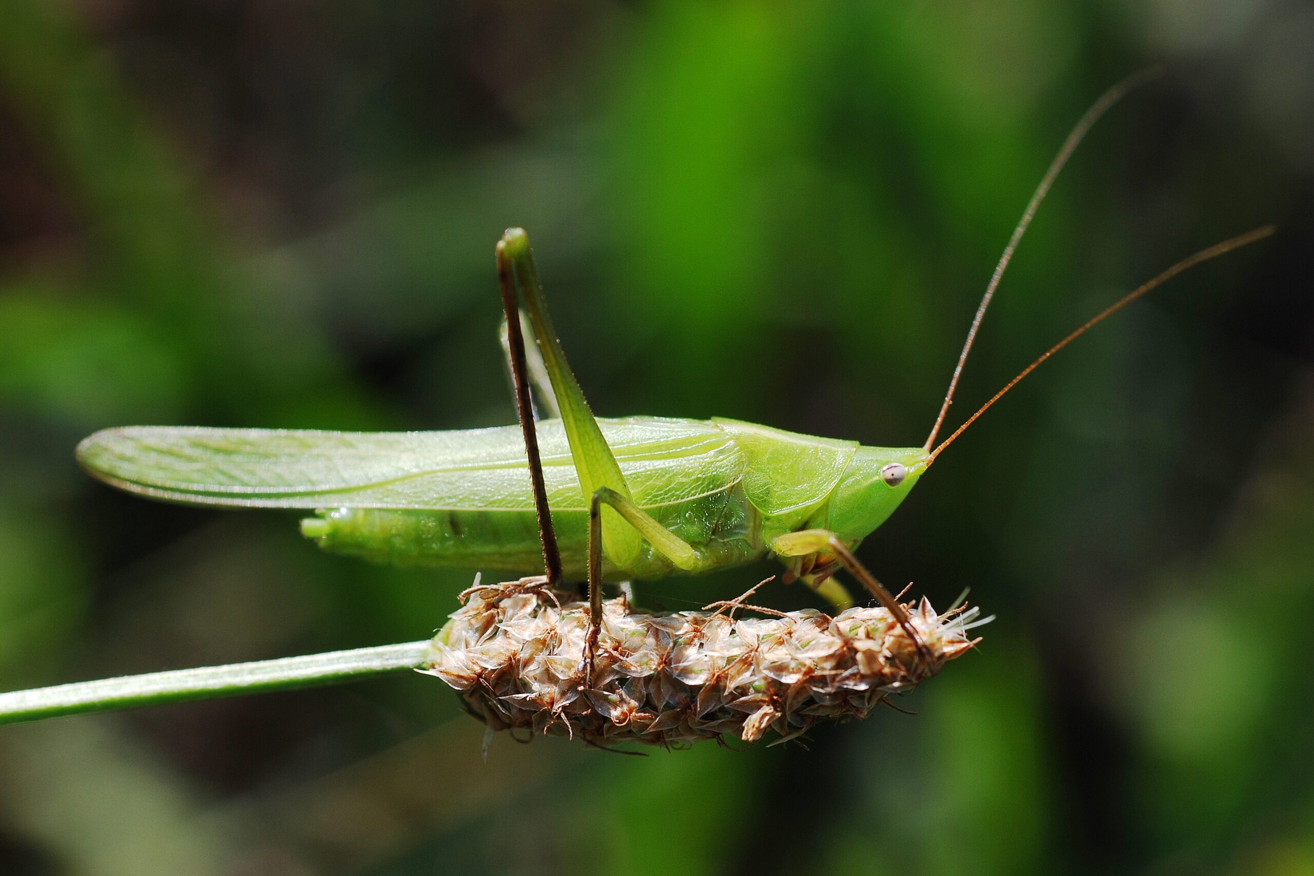 How do you love your insects? Roasted, fried or raw? Let’s talk!