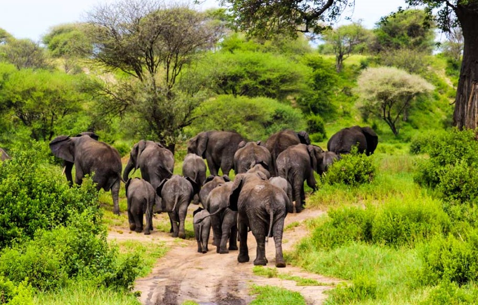 Tanzania rescinds decision to lift ban on wildlife exports