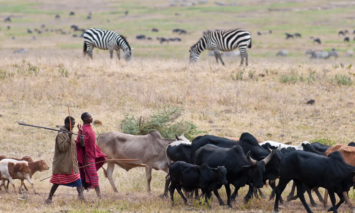 Court upholds Tanzania move to cordon off land to protect wildlife