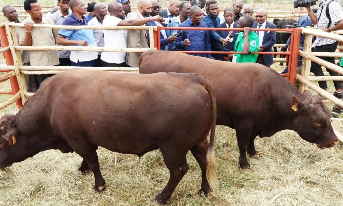 Serikali yatoa sababu za kusitisha zoezi la utambuzi wa mifugo kwa kutumia hereni za kieletroniki.