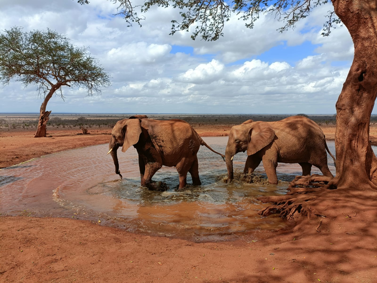 Ndovu 110 wakufa kutokana na kiangazi katika mbuga ya wanyamapori ya Tsavo