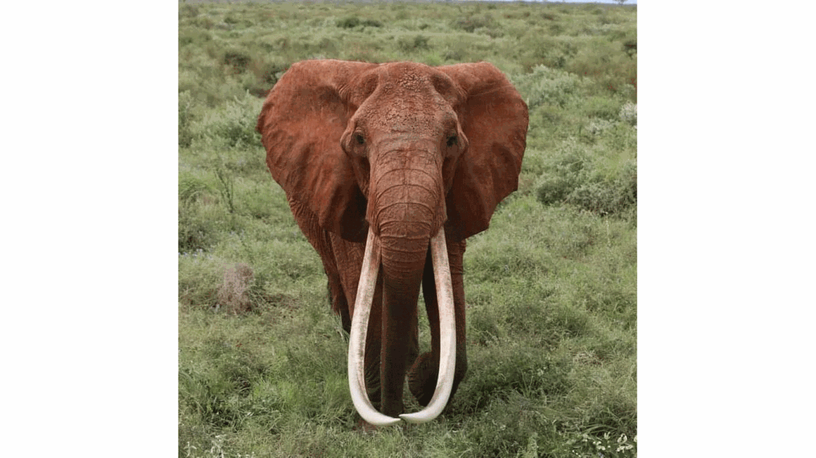 Dida, one of Kenya’s last ‘Tusker’ elephants, dies at 65