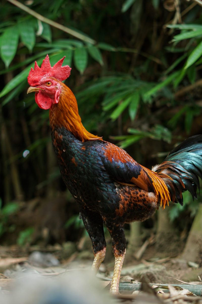 Nigerian court orders killing of noisy cockerel