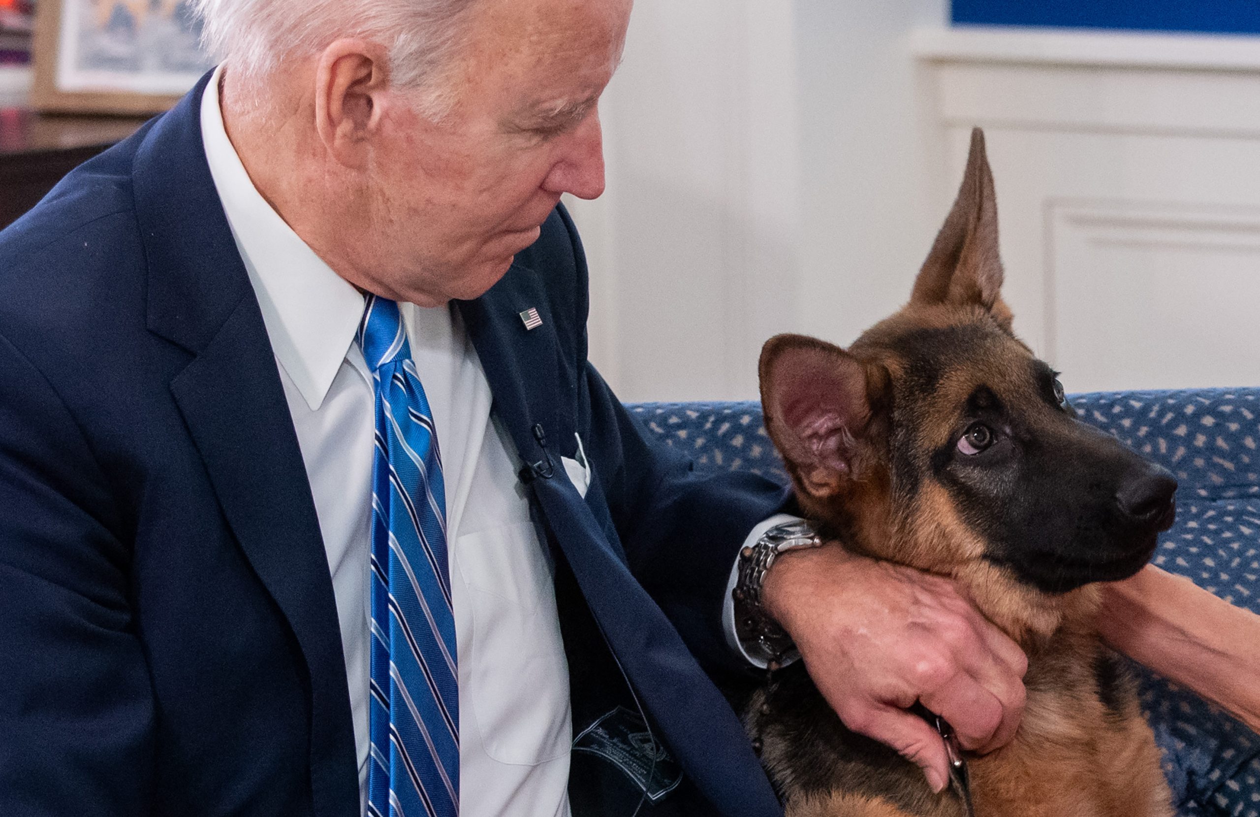 From White House to doghouse: Biden pet Commander accused of biting