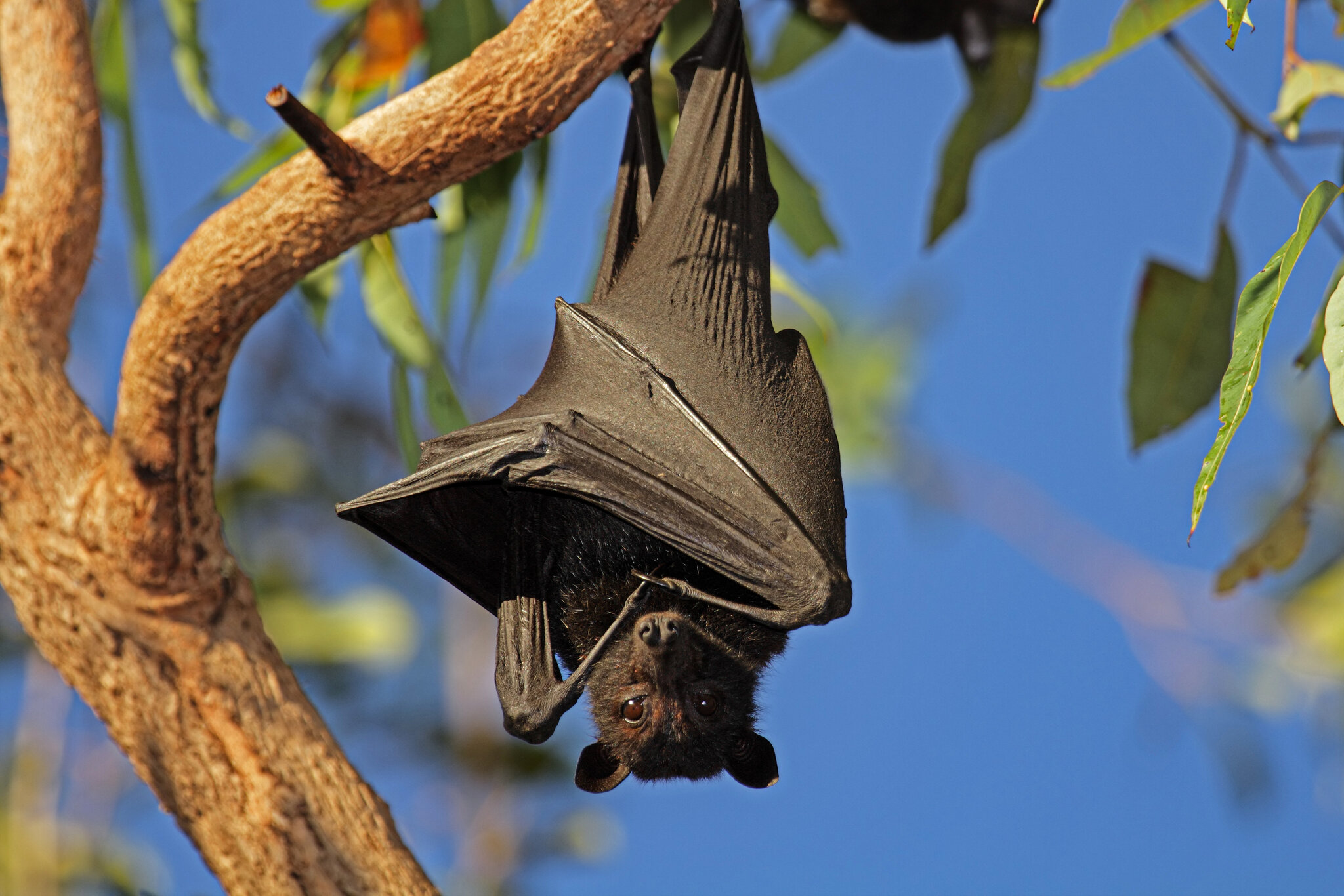 Danger to humans as habitat loss pushes animals to eat bat poo