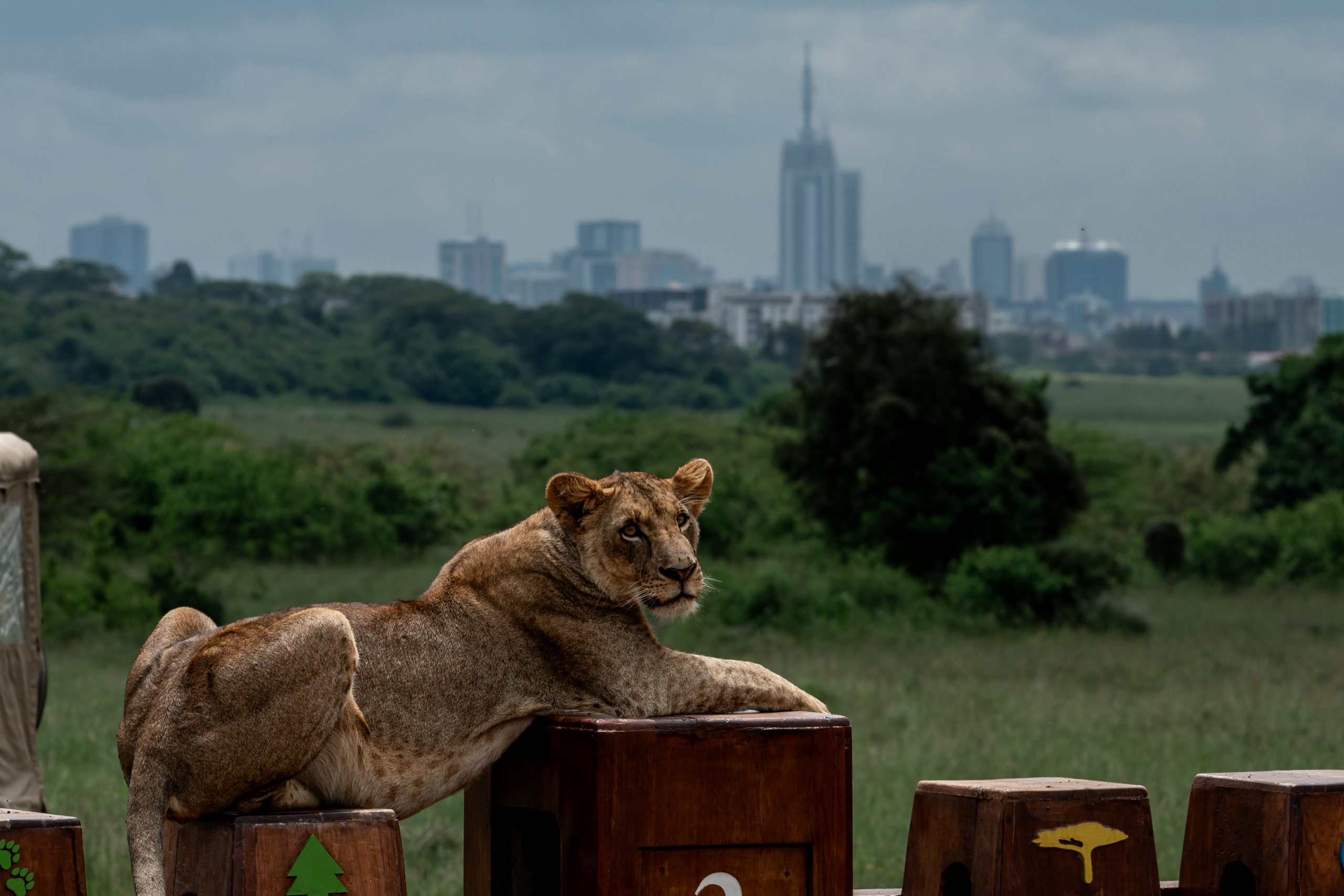 Kenyans to Enjoy Free Entry to Game Parks on September 28