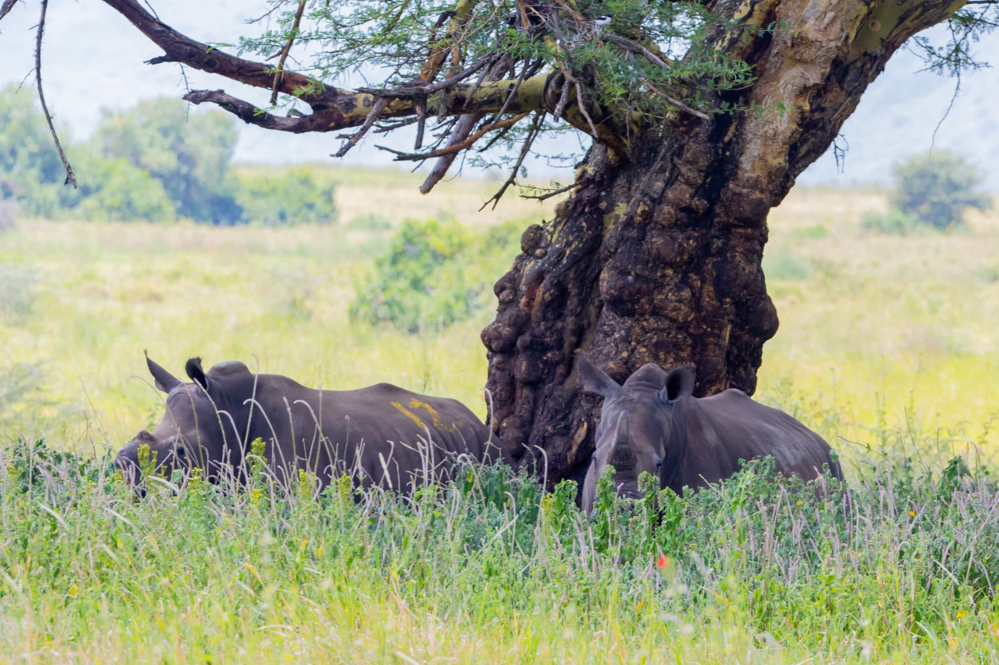 Tanzania yapokea Faru weupe kutoka Afrika Kusini