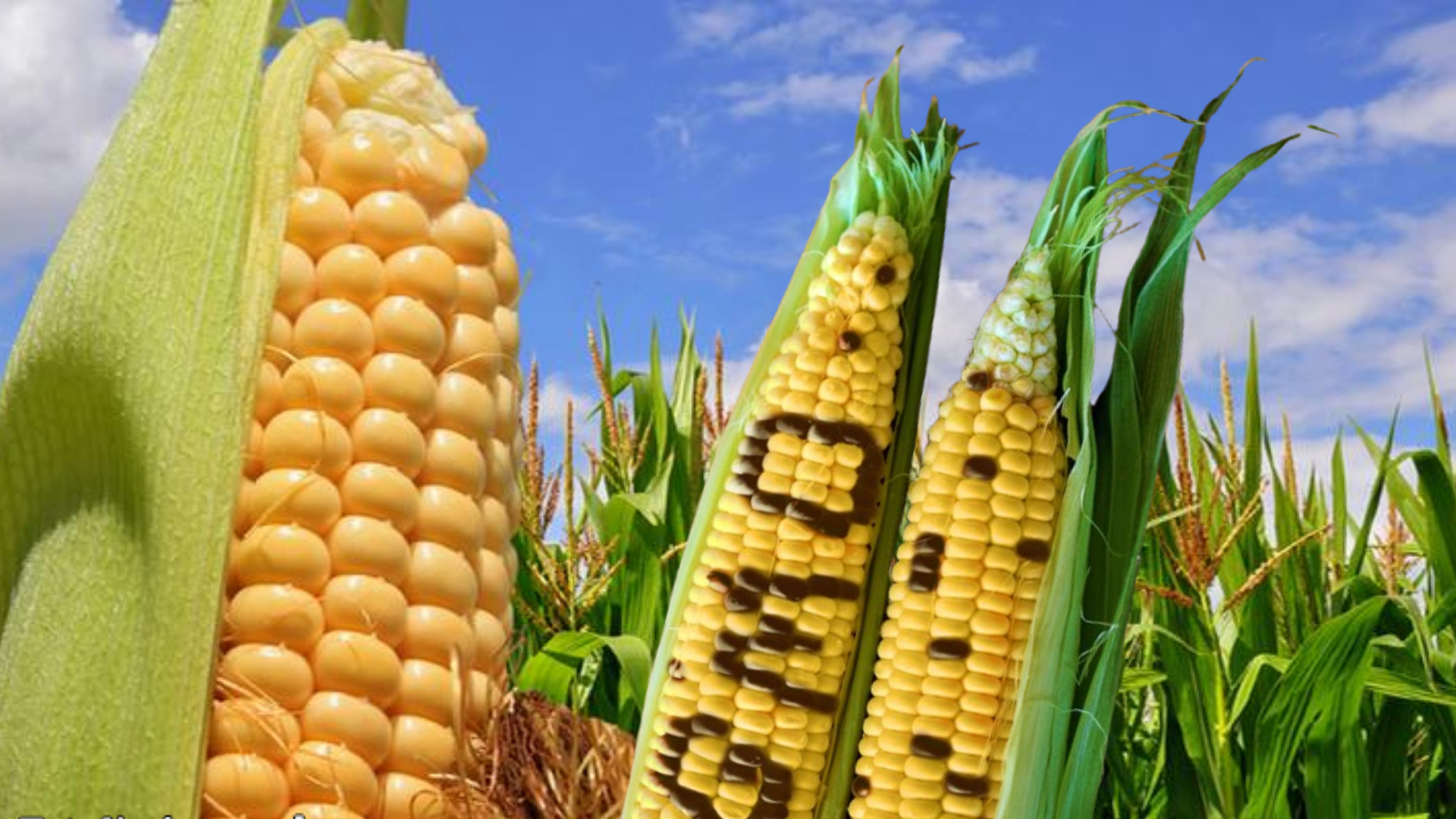 Mexico’s Congress Passes Ban on Cultivation of GMO Corn