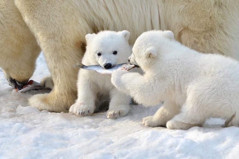Canadian Researchers See Rare Polar Bear Adoption