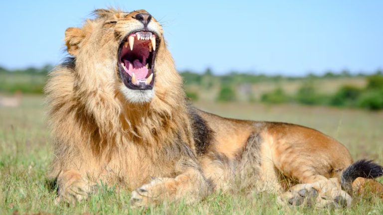 Indian pride as Asiatic lions roar back