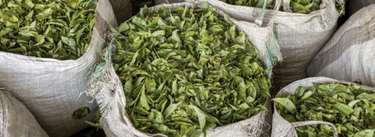 Mideast war leaves 6,000 tonnes of tea stuck at Kenya port