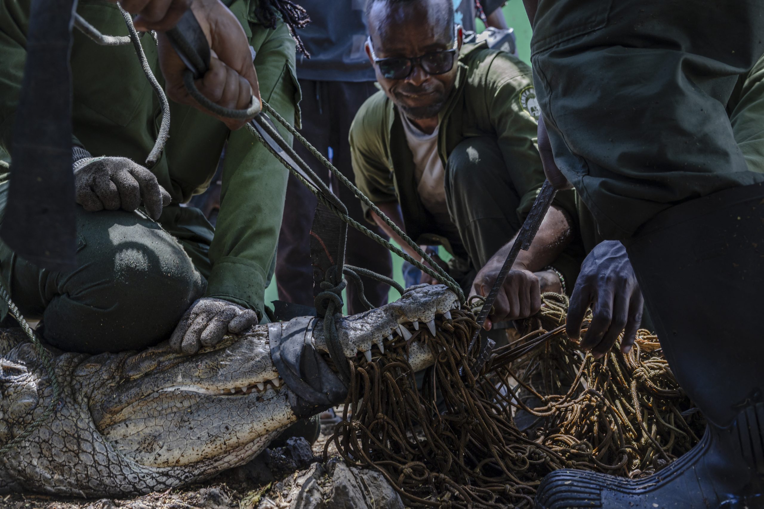 Kenya steps up crocodile hunt as rising lakes fuel conflict